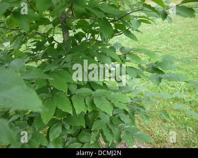 kentucky coffee tree Stock Photo