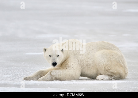 Polar bear (Ursus maritimus) lying down on ice and looking to camera, Churchill, Manitoba, Canada. Stock Photo
