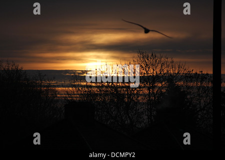 Sunrise emerging from behind clouds over tree-tops in the background, framing a seagull taking flight in the foreground Stock Photo