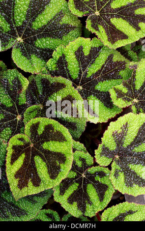 Begonia schmidtiana, Begoniaceae. Brazil. Stock Photo