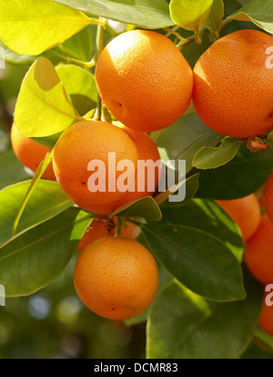 Calamondin Orange, Citrus madurensis, Rutaceae. South China. Syn. Citrofortunella mitis, × Citrofortunella microcarpa. Stock Photo
