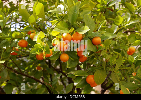 Calamondin Orange, Citrus madurensis, Rutaceae. South China. Syn. Citrofortunella mitis, × Citrofortunella microcarpa. Stock Photo