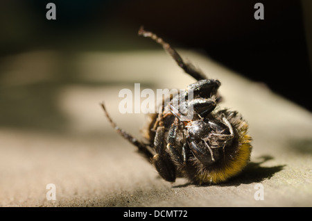 Dead single hairy bumble bee lying on back with proboscis maxilla extended out Stock Photo