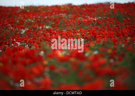 poppies in France., above the Normandy Beaches. D-day Stock Photo - Alamy