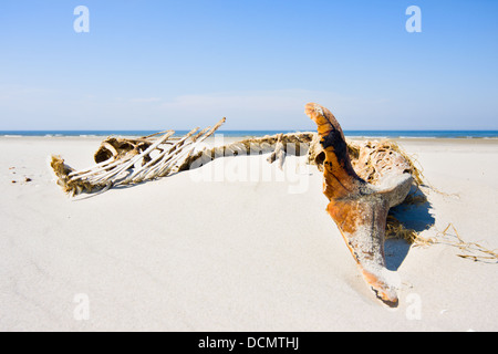 Skeleton of a Harbour Porpoise, washed ashore on a beach Stock Photo