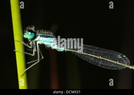 Blue Tailed Damselfly Stock Photo