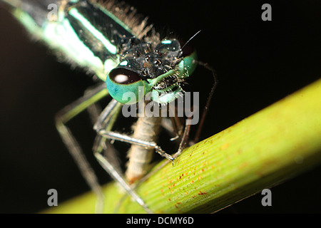 Blue Tailed Damselfly Stock Photo