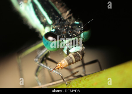 Blue Tailed Damselfly Stock Photo