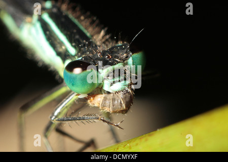 Blue Tailed Damselfly Stock Photo