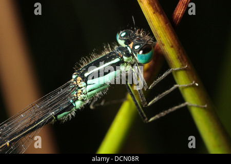 Blue Tailed Damselfly Stock Photo