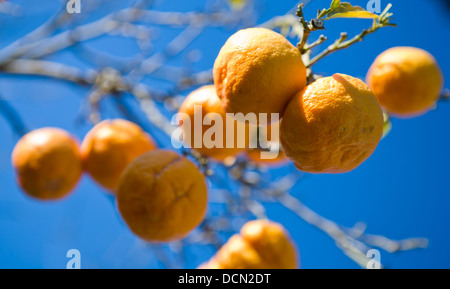 Oranges growing on trees in the region of Murcia, Spain. Stock Photo