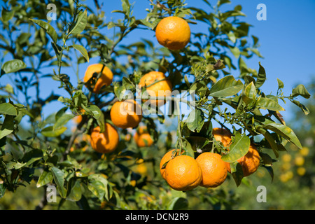 Oranges growing on trees in the region of Murcia, Spain. Stock Photo