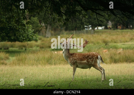 Male Fallow Deer checking for scent Stock Photo