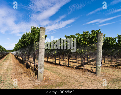 dh Martinborough WAIRARAPA NEW ZEALAND wine vineyard grape vines vineyards valley Stock Photo