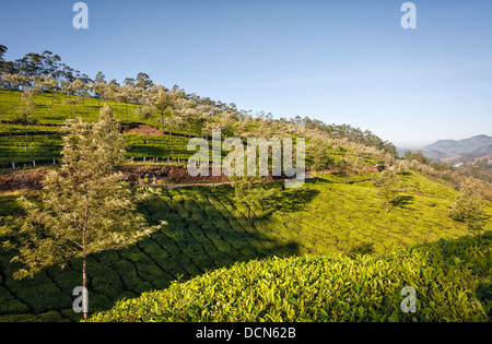 Tea plantation in the Kannan Devan Hills in Munnar, Kerala, India. Stock Photo