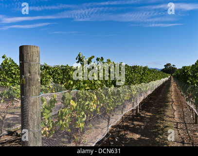 dh Martinborough WAIRARAPA NEW ZEALAND Wine vineyard grape bunches vines bird nets vineyards Stock Photo