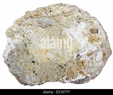 fossilized seashell of stone, isolated on white background Stock Photo
