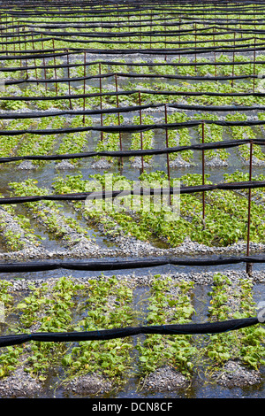 Rows of wasabi plants growing at a farm in Japan's Northern Alps. Stock Photo