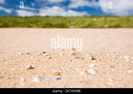 Shell sand on the beach with Limpet shells, Beadnell Bay, in Northumberland, UK. Stock Photo