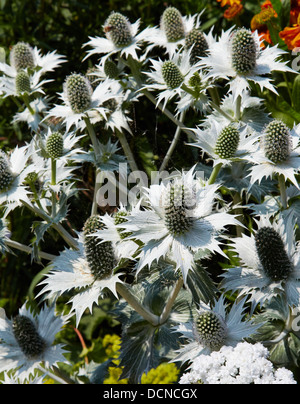 Eryngium giganteum Miss Willmott's ghost in an Oxfordshire herbaceous border UK Stock Photo