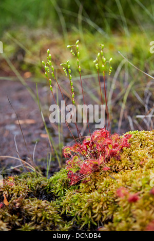 Round Leaved Sundew Drosera rotundifolia growing in a peaty bog mire at Thursley Common in Surrey UK