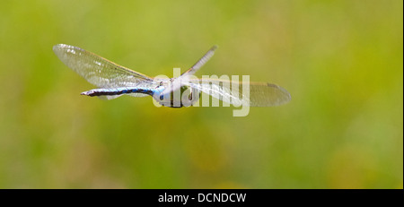 Emperor dragonfly Anax imperator in flight over a territorial pond at Thursley Common Surrey UK Stock Photo