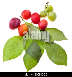 green plum tree leaves and plums isolated on white background Stock Photo