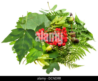 summer still life from green leaves, red seeds and acorns isolated on white background Stock Photo