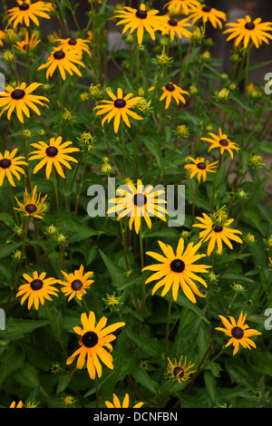 Black-eyed Susan Flowers in Garden Stock Photo