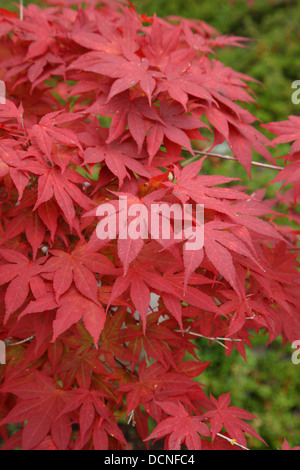 Red Japanese maple leaves Stock Photo