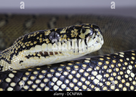 diamond python  close-up of head Stock Photo
