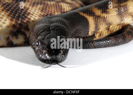 Black headed python photographed on a white background, digitally adjusted ready for easy cut-out Stock Photo