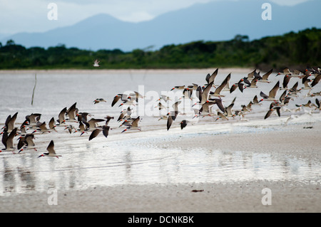 lots of seabird landed at the beach in Ilha das Peças Island, Parana state shore, Brazil Stock Photo