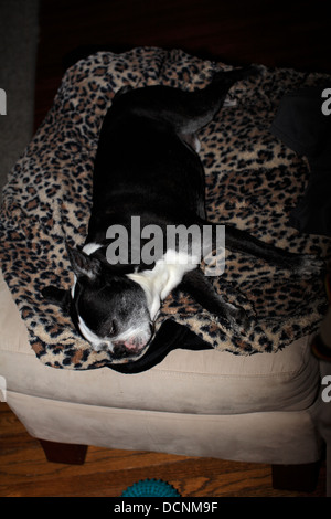 Boston Terrier lying on cheetah-print blanket. Stock Photo