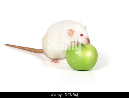 large and well-fed white rat isolated Stock Photo