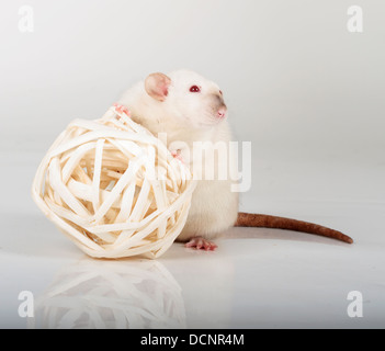 large and well-fed white rat isolated Stock Photo