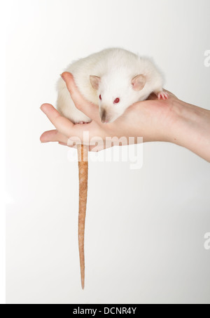 large and well-fed white rat isolated Stock Photo