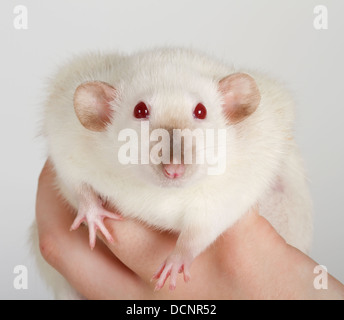 large and well-fed white rat isolated Stock Photo