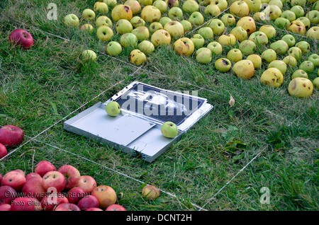 A 'juicy' tribute to Steve Jobs  Montreal visual artist Olivier Lefebvre has created a stunning tribute to Apple co-founder Steve Jobs using several boxes of real apples. Olivier keyed off of a Time Magazine cover of Steve Jobs for inspiration on his 22' x 15' piece, which took more than 3,500 apples to complete. His piece was executed for a land art contest held in St-Hilaire, Que Stock Photo