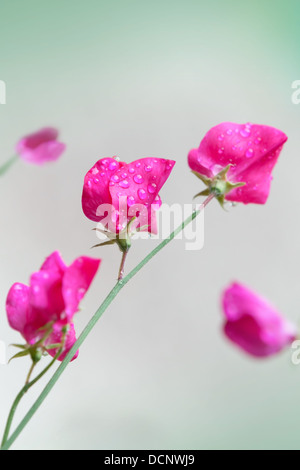 Pink sweet pea flowers (Lathyrus odoratus) above blurred green background Stock Photo