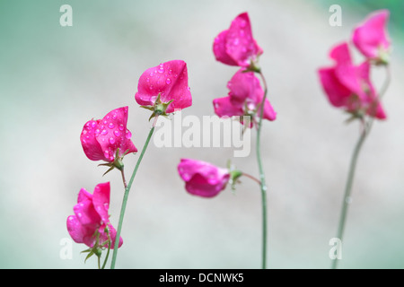 Pink sweet pea flowers (Lathyrus odoratus) above blurred background Stock Photo