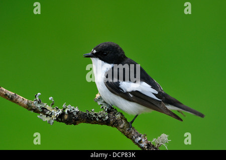 Pied Flycatcher - Ficedula hypoleuca Male on lichen covered branch Stock Photo