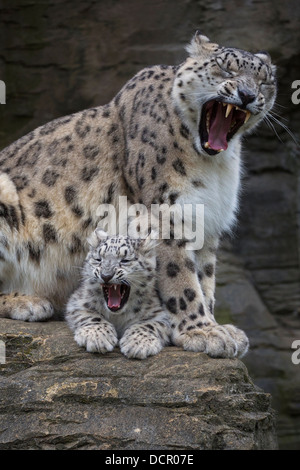 Snow Leopard cub 16 weeks old with its mother, both yawning Stock Photo