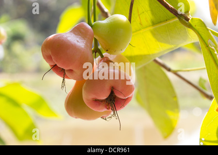Red rose apple , Bell fruit Stock Photo