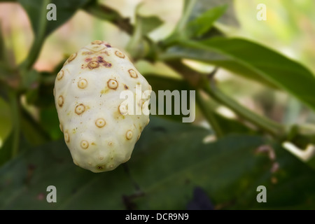 a noni fruit Stock Photo - Alamy