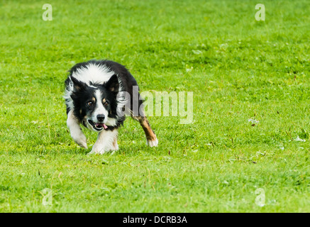 Black and white working border collie sheepdog running in a field at Mirfield Agricultural Show 2013 Stock Photo