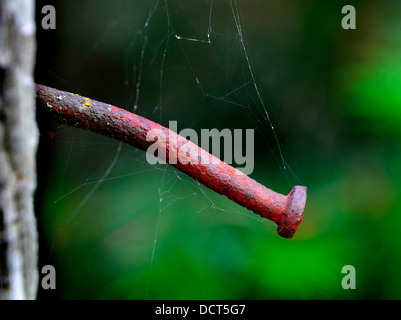 Rusted old nail with cob webs in an old weathered board Stock Photo