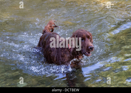 Irish setter dog wading through water in stream Stock Photo