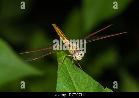 Dragonfly on green leaf Stock Photo