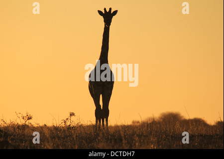 Giraffe Golden Gold stare from the Wilds of Africa.  Wildlife silhouette, color and background beauty. Stock Photo